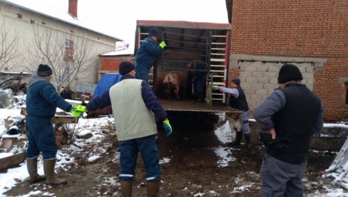 KUGA JOŠ PRISUTNA: Repopulacija svinja u Pirotskom okrugu još uvek nije dozvoljena