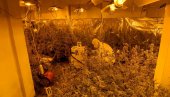 УХАПШЕН БЕОГРАЂАНИН: Пожаревачка полиција пронашла лабораторију за марихуану