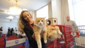 МРЊАУ ФЕСТ: Велики новогодишњи мачкенбал - јединствени фестивал посвећен мачкама у Београду