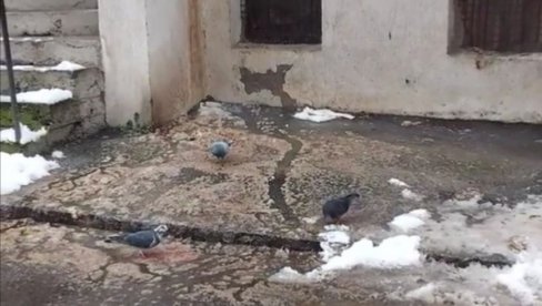 NEMA VIŠE CURENJA FEKALIJA: Inspektori GO Palilula bili u Vlašićkoj na Karaburmi posle pisanja Novosti NEMA VIŠE CURENJA FEKALIJA: Inspektori GO Palilula bili u Vlašićkoj na Karaburmi posle pisanja Novosti