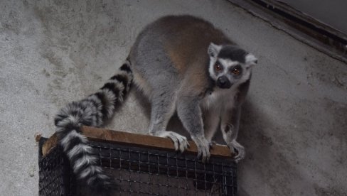 IZNENAĐENJE ZA JAGODINCE: U zoološkom vrtu novi stanari - lemuri (FOTO/VIDEO) IZNENAĐENJE ZA JAGODINCE: U zoološkom vrtu novi stanari - lemuri (FOTO/VIDEO)