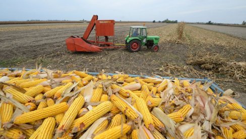 PALA CENA KUKURUZA I SOJE: Evo kakve su ponuda i potražnja na tržištu PALA CENA KUKURUZA I SOJE: Evo kakve su ponuda i potražnja na tržištu