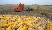 DOMAĆE ZRNO ZA SVETSKI PROIZVOD: U Srbiju stižu dve velike kompanije za preradu kukuruza u skrob i glukozu