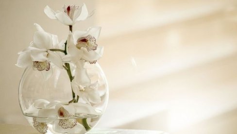 FENG ŠUI STRUČNJACI UPOZORAVAJU: Ovo mesto za vodu u stanu može doneti nesreću