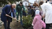 ПОЧЕЛА САДЊА ЈЕЛКИ КОЈЕ ГРАД ДОНИРА ВРТИћИМА: Нова јелка у вртићу Скадарлија