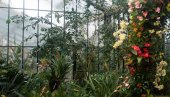 БЕОГРАД ЈЕ ЧЕКАО 130 ЛЕТА: Чудо у Ботаничкој башти после више од једног века