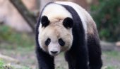 PREMINULA DŽINOVSKA PANDA LE LE: Provela 20 godina u zoovrtu u Memfisu