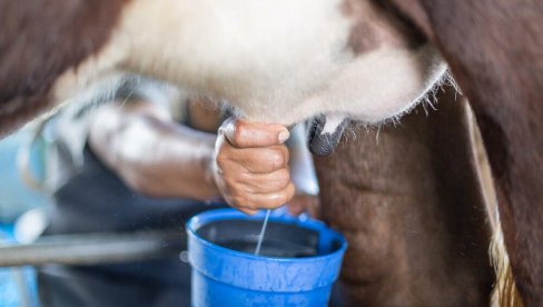 Prijave za premije za mleko do 30. aprila: Konkurs Ministarstva poljoprivrede, šumarstva i vodoprivrede