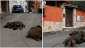 ZVERI ZAPOSELE VEČNI GRAD : U Rimu muče muku kako da se odbrane od divljih svinja i vukova – napadaju i danju, nađeni rastrgnuti ljubimci!