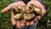 ZVUČI SASVIM NEMOGUĆE: Ruski naučnici proizvode krompir koji ne cveta i otporan je na gljivice