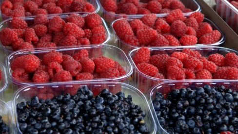 KRIZA NAČISTO OHLADILA MALINU: Prepolovljen izvoz zamrznutog voća u Nemačku,  a plasman u inostranstvo manji za 30 odsto