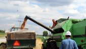 SKLADIŠTARI POKRALI DRŽAVU: Nova hapšenja u Srbiji zbog krađe pšenice iz robnih rezervi, koja je bila smeštena kod privatnika