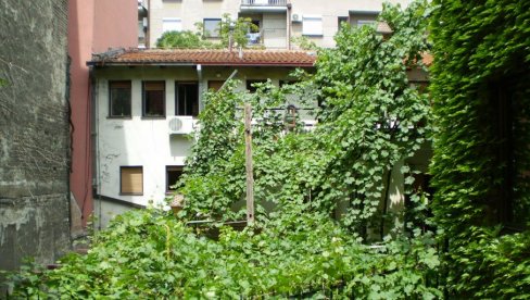 DVE LOZE STARE DVA VEKA: U jednom dorćolskom i zemunskom dvorištu skrivaju se loze koje čuvaju sećanje na nekadašnje Beograđane DVE LOZE STARE DVA VEKA: U jednom dorćolskom i zemunskom dvorištu skrivaju se loze koje čuvaju sećanje na nekadašnje Beograđane