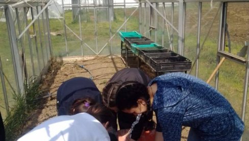 УЗГОЈ ОВЕ БИЉКЕ ПУНИ ЏЕПОВЕ: Исплатива за пољопривреднике, а помаже и за здравље