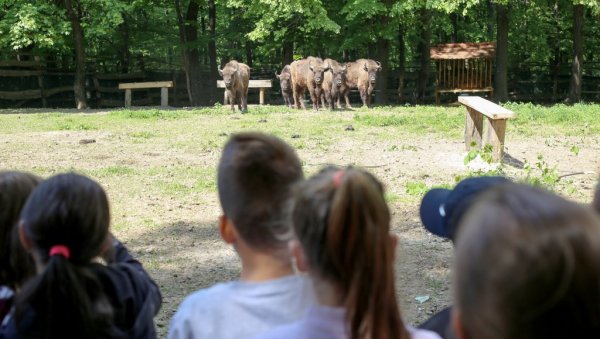 ЗАВРШЕНО ГЛАСАЊЕ: Бизони на Фрушкој гори 10. маја добијају имена