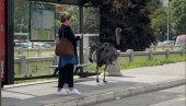 NIJE NOJ, NEGO NANDU: Neobična ptica u Beogradu – prvo se šetala Knez Mihajlovom, pa završila kod Beton hale (FOTO/VIDEO)