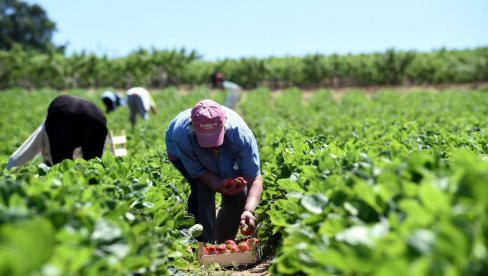 ZARADA 180.000: Ovo su najplaćeniji sezonski poslovi u Srbiji