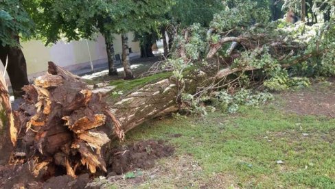 VELIKO NEVREME U PIROTU: Jak vetar polomio ogromno stoletno stablo u centru grada VELIKO NEVREME U PIROTU: Jak vetar polomio ogromno stoletno stablo u centru grada