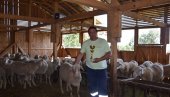 ОД ОВАЦА СИГУРНА ЗАРАДА: Милан и Владимир Павловић имају највеће стадо у лаповачкој општини