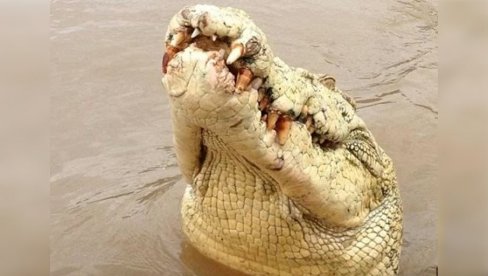 O BOŽE, MRTAV SAM!: Jezive poslednje reči oca četvoro dece, supruga gledala kako ga krokodil guta O BOŽE, MRTAV SAM!: Jezive poslednje reči oca četvoro dece, supruga gledala kako ga krokodil guta