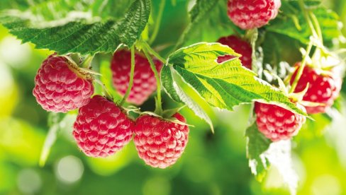 LEK IZ PRIRODE: Maline snižavaju pritisak, regulišu rad creva, prostate i štitne, umanjuju rizik od malignih bolesti LEK IZ PRIRODE: Maline snižavaju pritisak, regulišu rad creva, prostate i štitne, umanjuju rizik od malignih bolesti