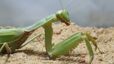 NAJEZDA BOGOMOLJKI, NEMA MESTA PANICI? Zbog promene klime namnožio se insekt koji izaziva strah NAJEZDA BOGOMOLJKI, NEMA MESTA PANICI? Zbog promene klime namnožio se insekt koji izaziva strah
