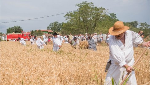 ŠUM ZRELOG ŽITA I OTKOSI STAROG BANATA: Žetelački dani u selu Mužlja kod Zrenjanina (FOTO) ŠUM ZRELOG ŽITA I OTKOSI STAROG BANATA: Žetelački dani u selu Mužlja kod Zrenjanina (FOTO)