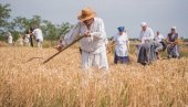 OTKOSI STAROG BANATA: Održani Žetelački dani u selu Mužlja kod Zrenjanina