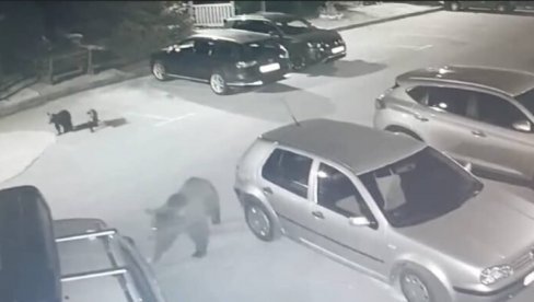 MEDVEDI NA BJELAŠNICI: Rove po kontejneru, hodaju sa mladuncma po pakringu (VIDEO) MEDVEDI NA BJELAŠNICI: Rove po kontejneru, hodaju sa mladuncma po pakringu (VIDEO)