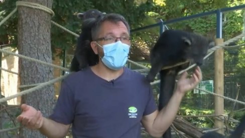 ZNATE LI KO JE BINTURONG? Ima ga i u Beogradu, miriše na kokice, a peva (VIDEO) ZNATE LI KO JE BINTURONG? Ima ga i u Beogradu, miriše na kokice, a peva (VIDEO)
