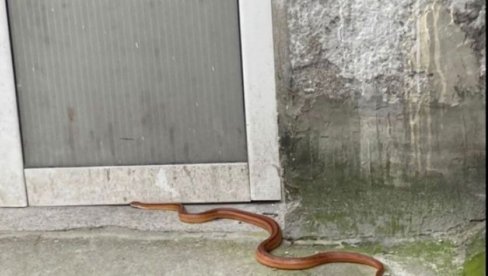 ZMIJA IM DOPUZALA DO TERASE NA SPRATU: Građani zatekli neprijatan prizor u naselju Vojvoda Vlahović ZMIJA IM DOPUZALA DO TERASE NA SPRATU: Građani zatekli neprijatan prizor u naselju Vojvoda Vlahović