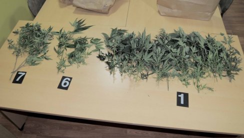 U KOVINU OTKRIVENA LABORATORIJA MARIHUANE: Uhapšen muškarac zbog uzgajanja i prodaje droge U KOVINU OTKRIVENA LABORATORIJA MARIHUANE: Uhapšen muškarac zbog uzgajanja i prodaje droge