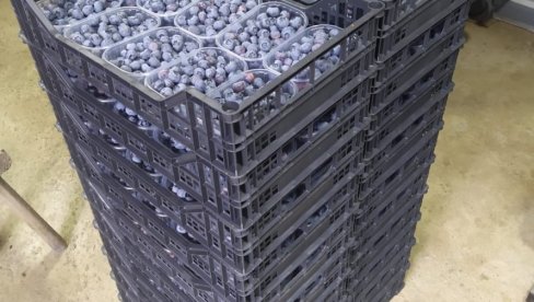 ZLATO DOMAĆE POLJOPRIVREDE: Od plastenika do miliona - borovnica