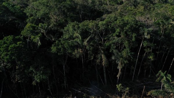 СТРАДАЈУ ПЛУЋА ЗЕМЉЕ крчење Амазонске прашуме достигло највиши степен  у последњих шест година