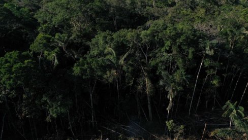 STRADAJU PLUĆA ZEMLJE krčenje Amazonske prašume dostiglo najviši stepen  u poslednjih šest godina