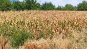 SUNCE SPRŽILO ZLATNO ZRNO! Suša i vreli dani uništili kukuruz u Banatu na oko 70 odsto oranica, ništa bolje ni u ostatku Vojvodine