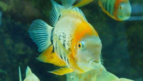 NAUČNICI SRUŠILI MIT O ZLATNOJ RIBICI: Pamćenje riba duže od tri sekunde