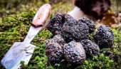 TARTUFI MOGU DA DONOSE PROFIT: Sporazum sa Kinom o slobodnoj trgovini otvara put domaćim gljivarima