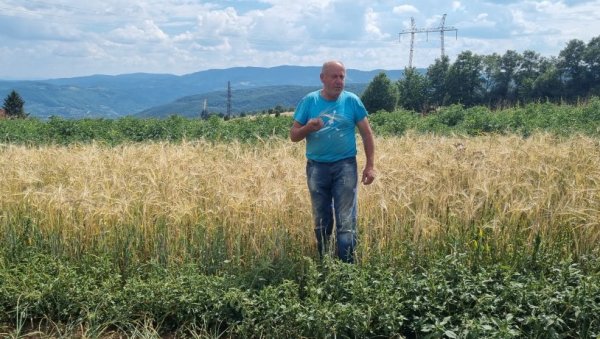 МИЛОВАНОВА РАЖ СА БАБИНА У СВЕТСКОМ ТРЕЗОРУ БИЉАКА! Пољопривредник,поносно, о семену које се чува у напуштеном руднику у Норвешкој