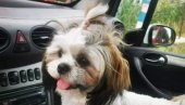 KO MI VRATI ELU, DAĆU MU SVOJU TOJOTU: Beograđanka koja je izgubila psa kod Aleksinca pronalazaču obećava i novčanu nagradu (FOTO)