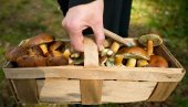 KUĆE OD PEČURAKA?: Naučnici otkrili novu alternativu za gradnju