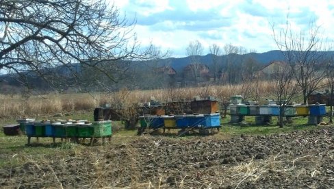 ISTIČE ROK ZA PRIJAVU KOŠNICA VETERINARSKOJ STANICI: Kontrola broja pčelinjih društava