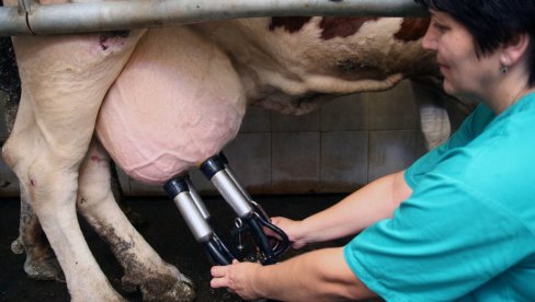 ПЛАНИРАНИ ПОДСТИЦАЈИ МИНИСТАРСТВА ПОЉОПРИВРЕДЕ: Позив за премије за млеко