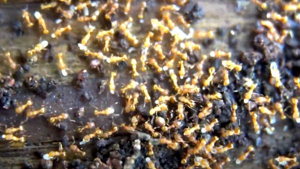 ВЕРОВАЛИ ИЛИ НЕ: Човек оптужен за шверц мрава