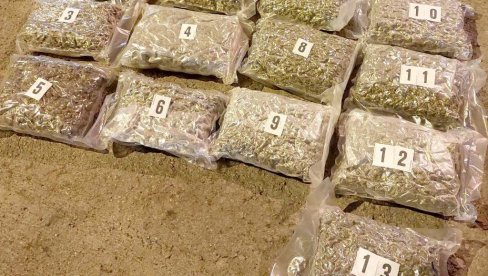 PEODAVALI DROGU U SURČINU: Policija zaplenila 50 kilograma kanabisa
