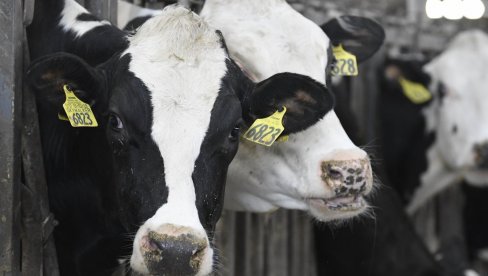 BIZNIS IDEJA FARMERA: Kako mlekare pretvaraju stajnjak u novac