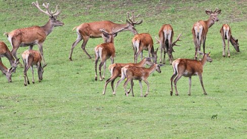 U PRIRODI 21 JELEN: Evropski jeleni sa Fruške gore prebačeni u Centralnu Srbiju