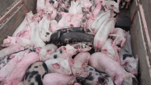 U MAČVI I JADRU POSKUPELO MESO: Prasići 450 po kilogramu, očekuje se novi rast cene do Božića U MAČVI I JADRU POSKUPELO MESO: Prasići 450 po kilogramu, očekuje se novi rast cene do Božića
