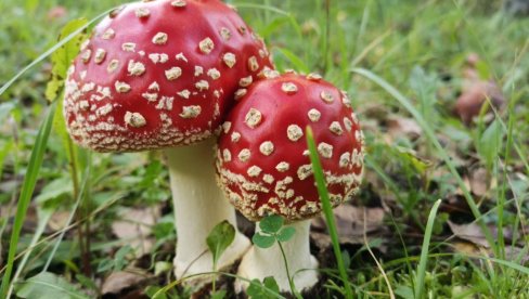 TRI OSOBE UMRLE ZBOG OTROVNIH PEČURAKA: Desetinama pozlilo u Kaliforniji