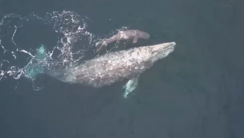 POGLEDAJTE - SIVI KITOVI NAUČILI DA TRAŽE POMOĆ LJUDI: Traže da im uklone parazite (VIDEO)